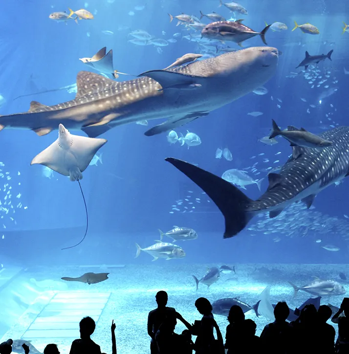 沖縄美ら海水族館